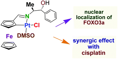 Graphical abstract: A novel cyclometallated Pt(ii)–ferrocene complex induces nuclear FOXO3a localization and apoptosis and synergizes with cisplatin to inhibit lung cancer cell proliferation