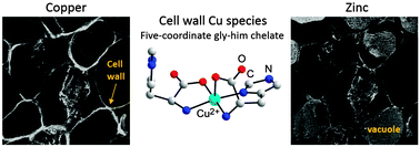 Graphical abstract: Thlaspi arvense binds Cu(ii) as a bis-(l-histidinato) complex on root cell walls in an urban ecosystem