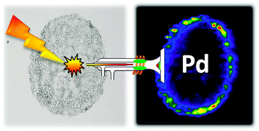 Graphical abstract: A palladium label to monitor nanoparticle-assisted drug delivery of a photosensitizer into tumor spheroids by elemental bioimaging