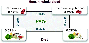 Graphical abstract: Evidence for a possible dietary effect on the isotopic composition of Zn in blood via isotopic analysis of food products by multi-collector ICP-mass spectrometry