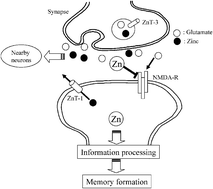 Graphical abstract: Disruption of zinc homeostasis and the pathogenesis of senile dementia