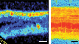 Graphical abstract: Distribution of trace elements in the mammalian retina and cornea by use of particle-induced X-ray emission (PIXE): localisation of zinc does not correlate with that of metallothioneins