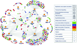 Graphical abstract: Enterococcus faecalis reconfigures its transcriptional regulatory network activation at different copper levels