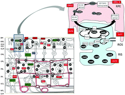 Graphical abstract: Recent advances in the understanding of the role of zinc in ocular tissues