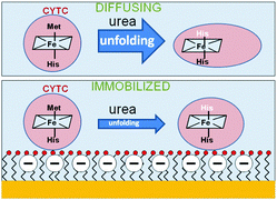 Graphical abstract: Effect of motional restriction on the unfolding properties of a cytochrome c featuring a His/Met–His/His ligation switch