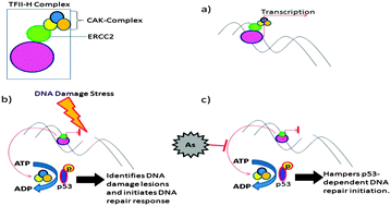 Graphical abstract: Arsenic-induced promoter hypomethylation and over-expression of ERCC2 reduces DNA repair capacity in humans by non-disjunction of the ERCC2–Cdk7 complex