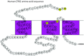 Graphical abstract: Copper transporter 2 regulates intracellular copper and sensitivity to cisplatin