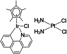 Graphical abstract: Mechanism of cellular accumulation of an iridium(iii) pentamethylcyclopentadienyl anticancer complex containing a C,N-chelating ligand