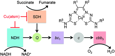 Graphical abstract: Antimicrobial effects of copper(ii) bis(thiosemicarbazonato) complexes provide new insight into their biochemical mode of action