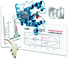 Graphical abstract: Cadmium toxicity in Mus musculus mice based on a metallomic study. Antagonistic interaction between Se and Cd in the bloodstream