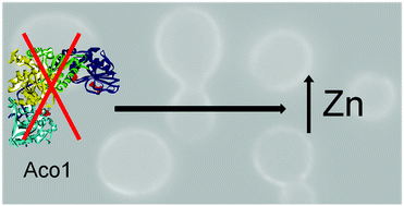 Graphical abstract: On the molecular relationships between high-zinc tolerance and aconitase (Aco1) in Saccharomyces cerevisiae