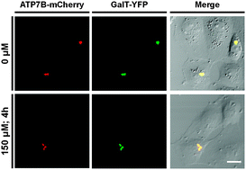 Graphical abstract: Understanding copper sensitivity in zebrafish (Danio rerio) through the intracellular localization of copper transporters in a hepatocyte cell-line ZFL and the tissue expression profiles of copper transporters
