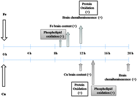 Graphical abstract: Oxidative damage to rat brain in iron and copper overloads