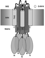 Graphical abstract: The G-M-N motif determines ion selectivity in the yeast magnesium channel Mrs2p