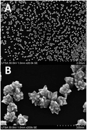 Graphical abstract: Advanced microscopy of star-shaped gold nanoparticles and their adsorption-uptake by macrophages