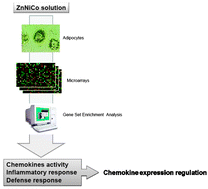 Graphical abstract: Bioeffects of a combination of trace elements on adipocyte biology