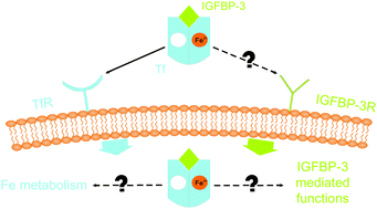Graphical abstract: The importance of metal ions for the formation and isolation of insulin-like growth factor-binding protein 3–transferrin (IGFBP-3–Tf) complexes, and the analysis of their physiological involvement