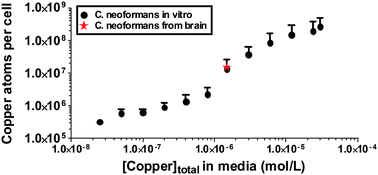 Graphical abstract: A copper hyperaccumulation phenotype correlates with pathogenesis in Cryptococcus neoformans
