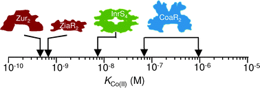 Graphical abstract: Co(ii)-detection does not follow Kco(ii) gradient: channelling in Co(ii)-sensing