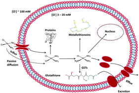 Graphical abstract: In vitro studies on cisplatin focusing on kinetic aspects of intracellular chemistry by LC-ICP-MS