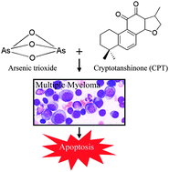 Graphical abstract: Anticancer activity in human multiple myeloma U266 cells: synergy between cryptotanshinone and arsenic trioxide
