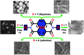 Graphical abstract: Exploring hydrogen bonding and weak aromatic interactions induced assembly of adenine and thymine functionalised naphthalenediimides