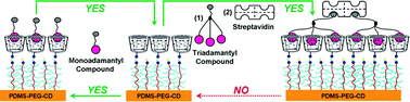 Graphical abstract: Adamantyl-terminated dendronized molecules: synthesis and interaction with β-cyclodextrin-functionalized poly(dimethylsiloxane) interface