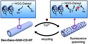 Graphical abstract: Self-assembled dendron nanotubes with a surface peptide–fluorophore conjugate as a sensory vehicle