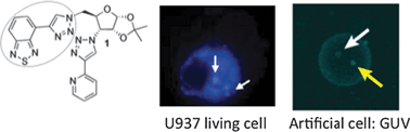 Graphical abstract: An intrinsically fluorescent glycoligand for direct imaging of ligand trafficking in artificial and living cell systems