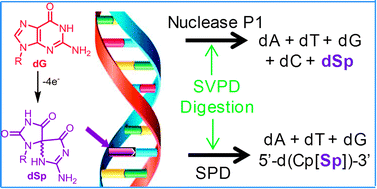 Graphical abstract: Endonuclease and exonuclease activities on oligodeoxynucleotides containing spiroiminodihydantoin depend on the sequence context and the lesion stereochemistry