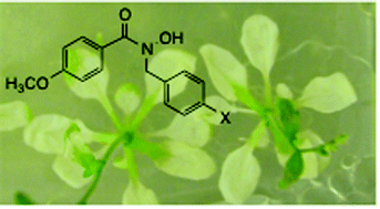 Graphical abstract: Phytotoxic effects of selected N-benzyl-benzoylhydroxamic acid metallo-oxygenase inhibitors: investigation into mechanism of action