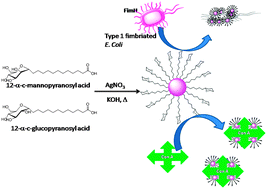 Graphical abstract: Synthesis of Ag-glyconanoparticles using C-glycosides, their lectin binding studies and antibacterial activity