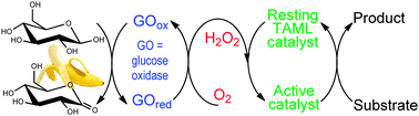 Graphical abstract: In situ enzymatic generation of H2O2 from O2 for use in oxidative bleaching and catalysis by TAML activators