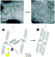 Graphical abstract: In situ formation of gold nanoparticles in alkylamine–polyol assemblies