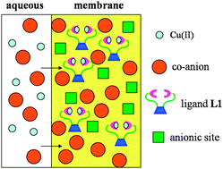 Graphical abstract: Intriguing sensing properties of a di-tripodal amine calix[4]arene ionophore towards anions from Donnan failure in ion-selective membranes induced by Cu2+