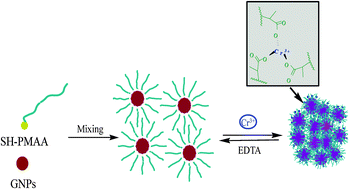 Graphical abstract: Selective and cyclic detection of Cr3+ using poly(methylacrylic acid) monolayer protected gold nanoparticles