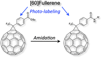 Graphical abstract: A versatile approach to functionalisation of [60]fullerene using 3-trifluoromethyl-3-phenyldiazirine derivatives as photolabelling reagents