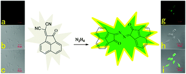 Graphical abstract: A facile intracellular fluorescent probe for detection of hydrazine and its application