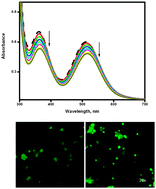 Graphical abstract: Synthesis, CMC determination, nucleic acid binding and cytotoxicity of a surfactant–cobalt(iii) complex: effect of ionic liquid additive