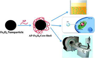 Graphical abstract: Magnetic core–shell structures for magnetic fluid hyperthermia therapy application