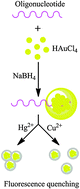 Graphical abstract: Highly sensitive simultaneous detection of mercury and copper ions by ultrasmall fluorescent DNA–Ag nanoclusters