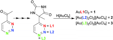 Graphical abstract: Gold(iii) complexes of 5-methyl-5-(pyridyl)-2,4-imidazolidenedione: synthesis, physicochemical, theoretical, antibacterial, and cytotoxicity investigation