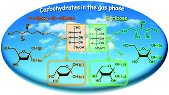 Graphical abstract: Carbohydrates in the gas phase: conformational preference of d-ribose and 2-deoxy-d-ribose