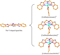 Graphical abstract: V-shaped ligand bis(2-benzimidazolylmethyl)amine containing three copper(ii) ternary complexes: synthesis, structure, DNA-binding properties and antioxidant activity