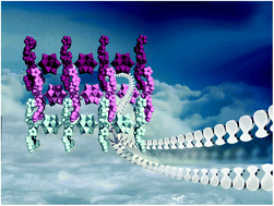 Graphical abstract: Two novel zipper-like compounds of the usual and bivanadyl capped Keggin clusters connected by propeller-shaped complexes