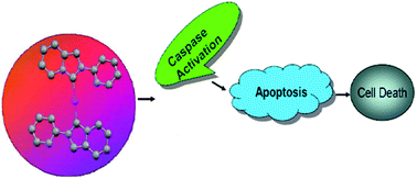 Graphical abstract: N-heterocyclic carbene supported Au(i) and Au(iii) complexes: a comparison of cytotoxicities