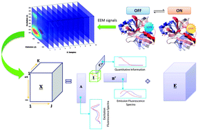 Graphical abstract: Quantitative study of state switching in proteins using a single probe combined with trilinear decomposition