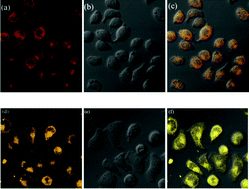 Graphical abstract: Two novel aggregation-induced emission active coumarin-based Schiff bases and their applications in cell imaging