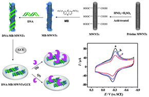 Graphical abstract: DNA-based nanocomposite as electrochemical chiral sensing platform for the enantioselective interaction with quinine and quinidine