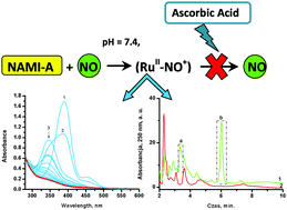 Graphical abstract: Interaction of the NAMI-A complex with nitric oxide under physiological conditions